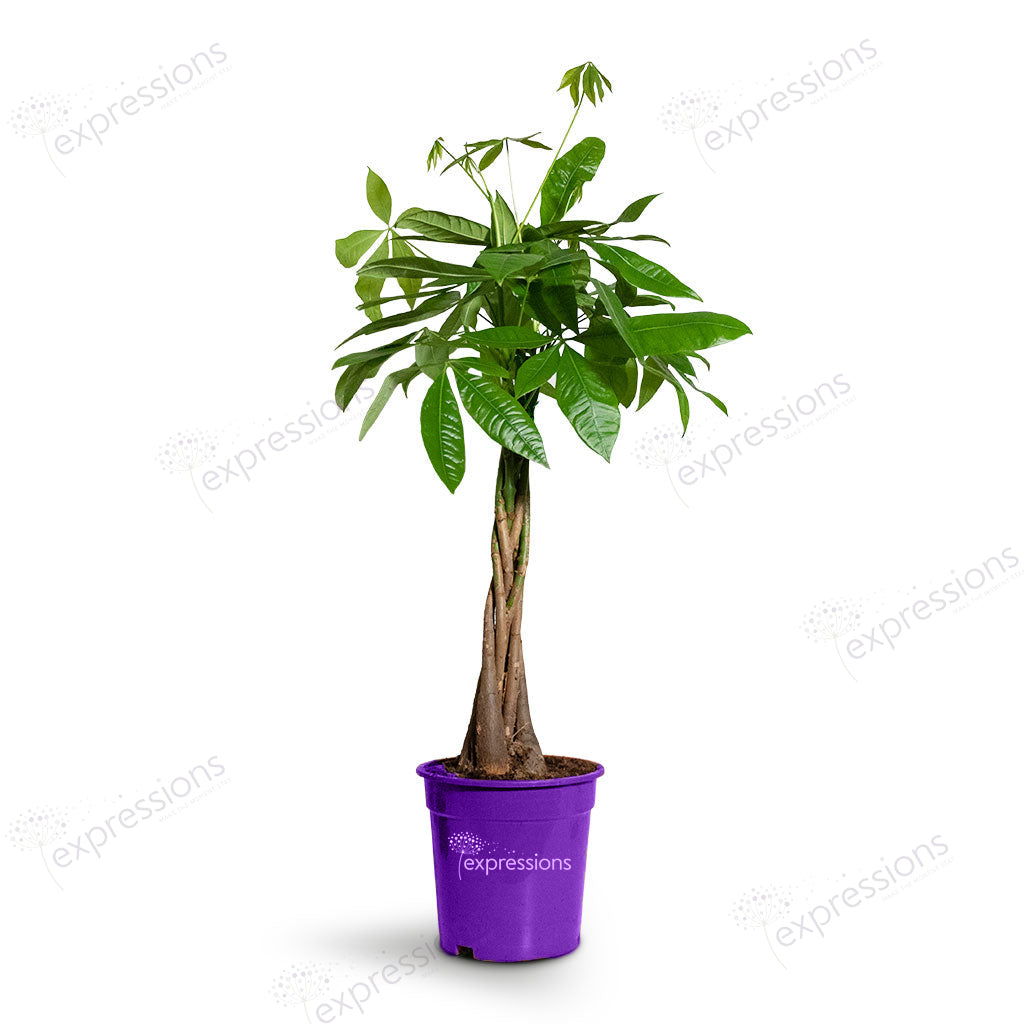 Pachira aquatica braided Pachira  - Money Tree