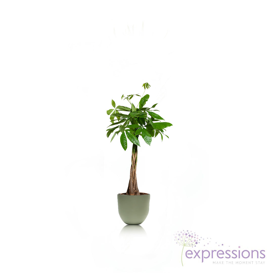 Pachira aquatica braided Pachira  - Money Tree