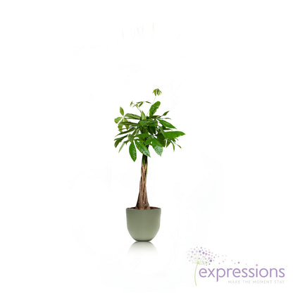 Pachira aquatica braided Pachira  - Money Tree