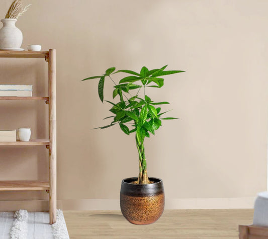 Pachira aquatica braided Pachira  - Money Tree