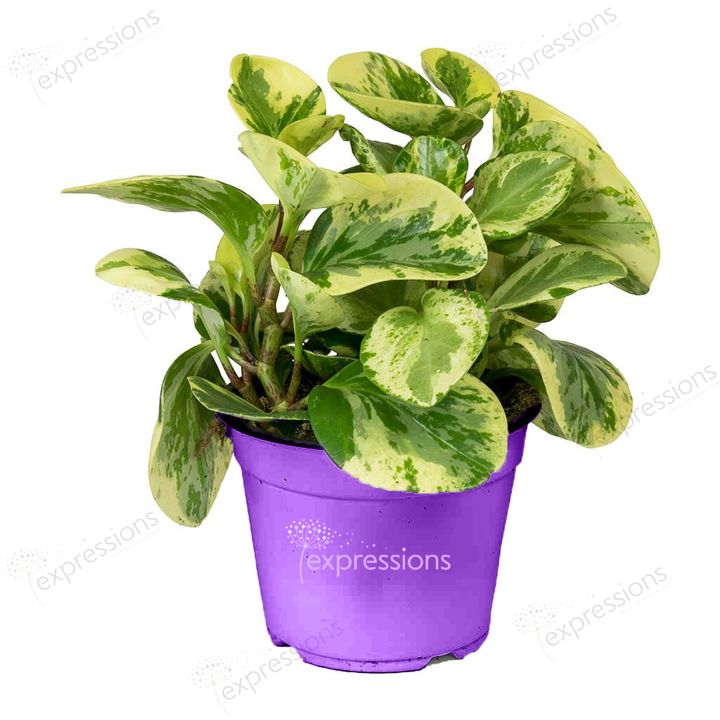 Peperomia obtusifolia Variegata - Variegated Baby Rubber Plant