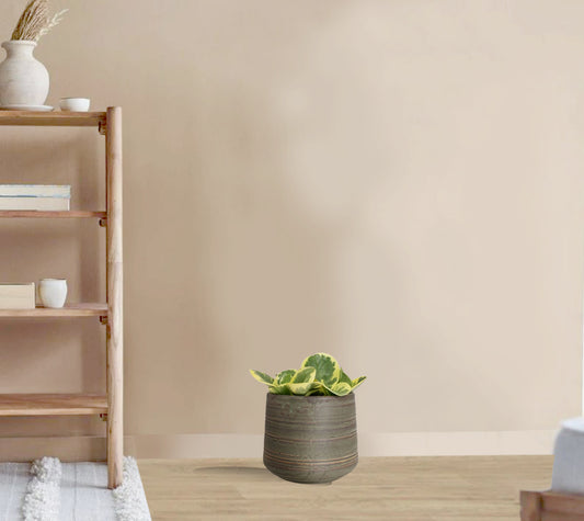 Peperomia obtusifolia Variegata - Variegated Baby Rubber Plant