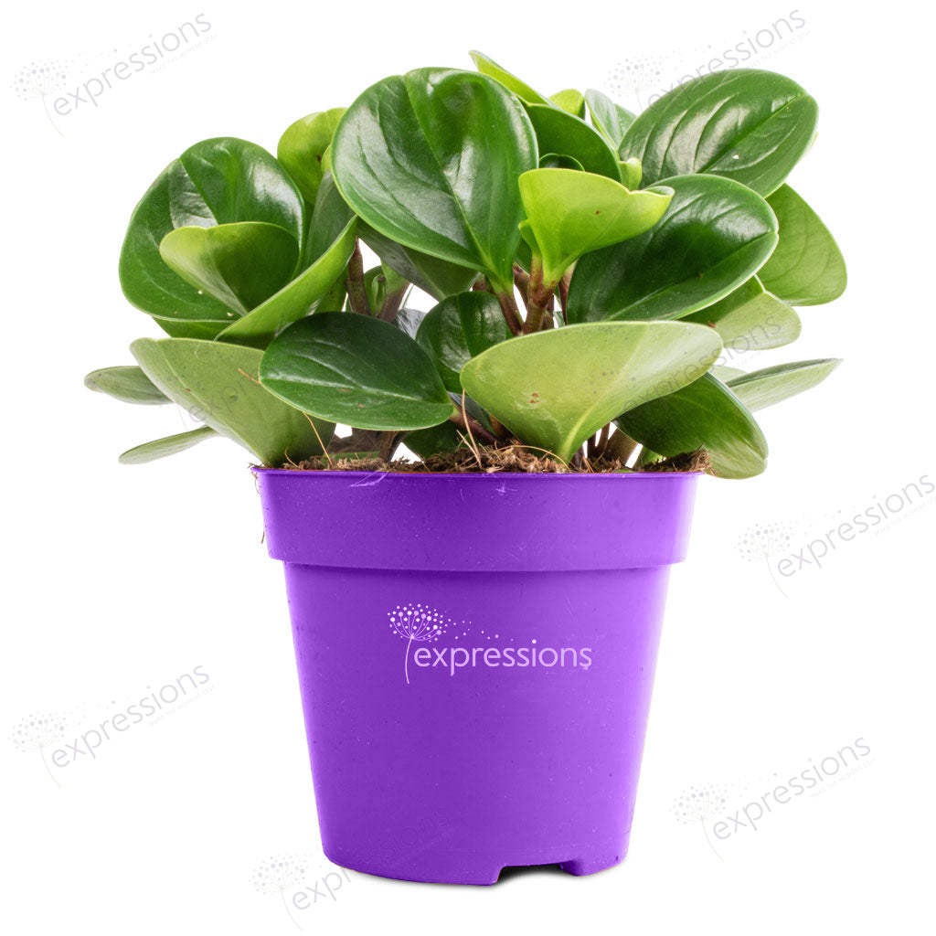 Peperomia obtusifolia Green - Baby Rubber Plant