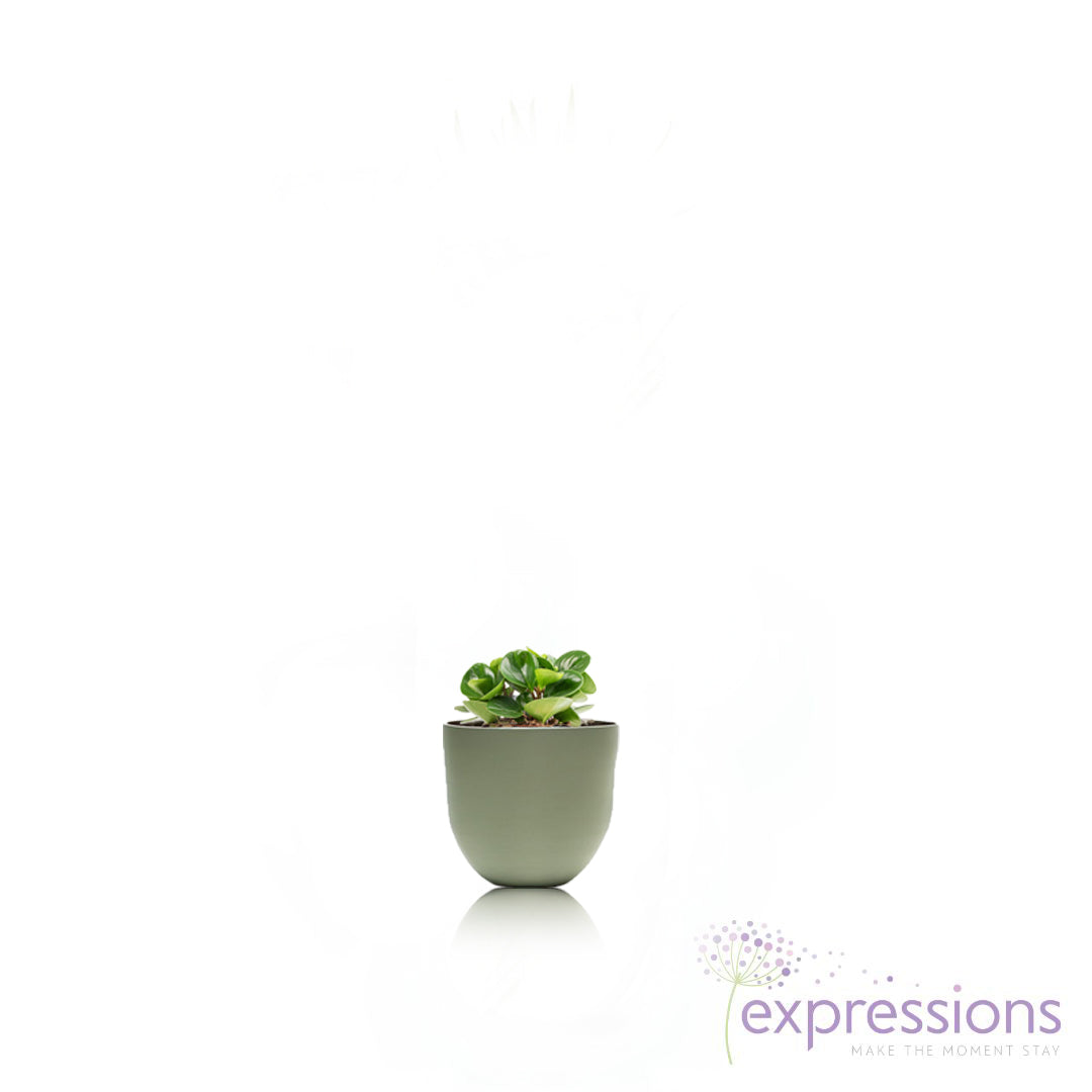Peperomia obtusifolia Green - Baby Rubber Plant