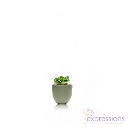 Peperomia obtusifolia Green - Baby Rubber Plant