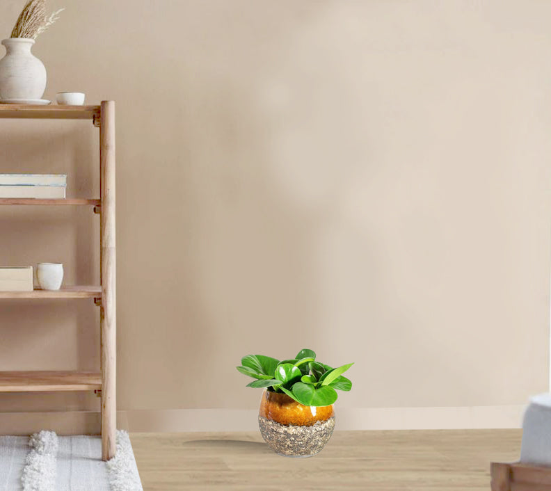 Peperomia obtusifolia Green - Baby Rubber Plant