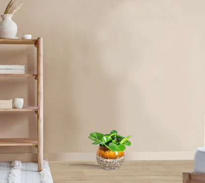 Peperomia obtusifolia Green - Baby Rubber Plant