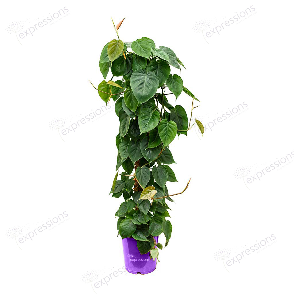 Philodendron scandens - Sweetheart Plant - Moss Pole