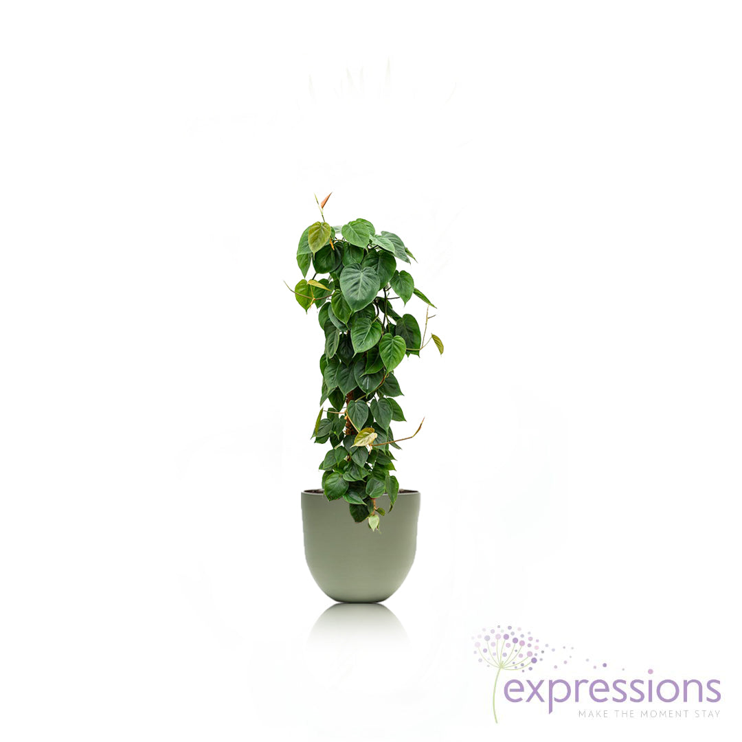 Philodendron scandens - Sweetheart Plant - Moss Pole