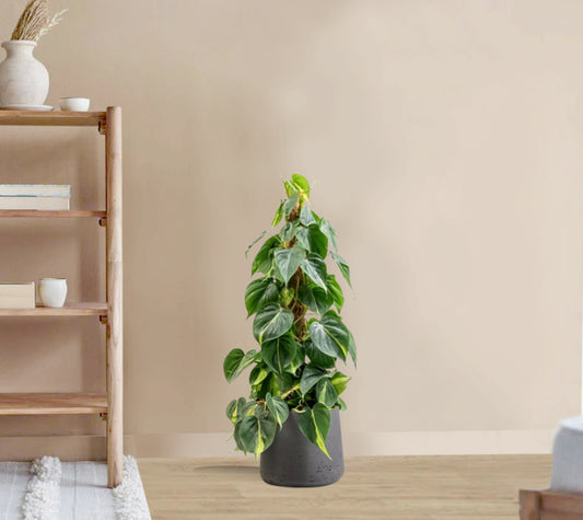 Philodendron scandens - Sweetheart Plant - Moss Pole