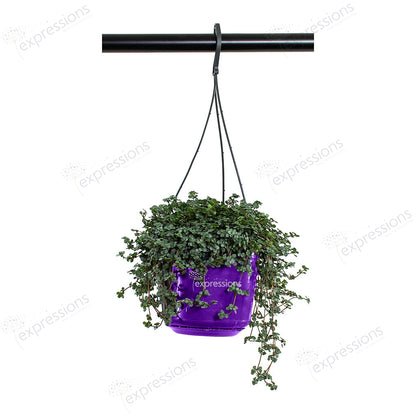 Pilea glaucophylla hanging