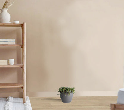 Pilea glaucophylla hanging