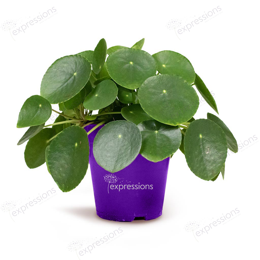 Pilea peperomioides - Chinese Money Plant