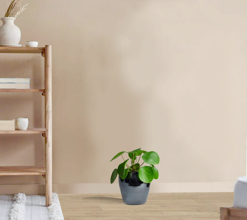 Pilea peperomioides - Chinese Money Plant