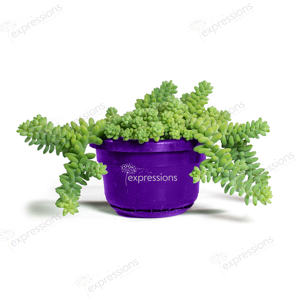 Sedum Burrito - Donkey Tail