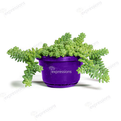 Sedum Burrito - Donkey Tail