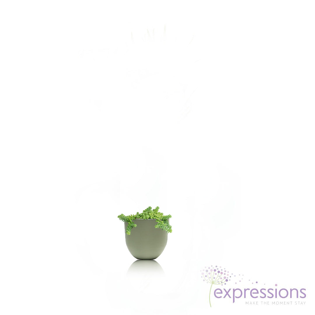 Sedum Burrito - Donkey Tail