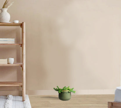 Sedum Burrito - Donkey Tail