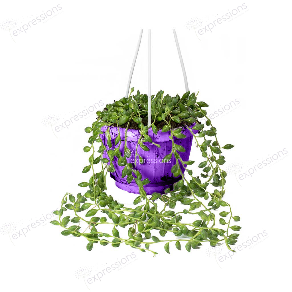 Senecio herreianus - String of Beads hanging