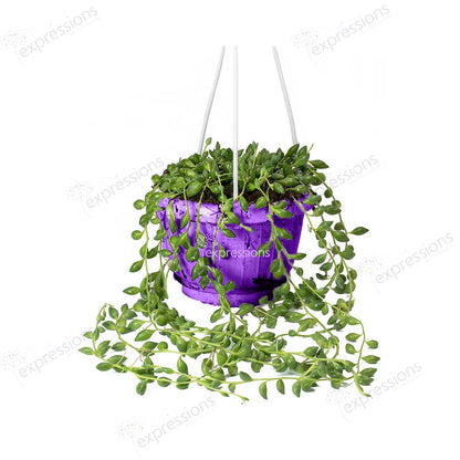 Senecio herreianus - String of Beads hanging