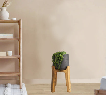 Senecio herreianus - String of Beads hanging