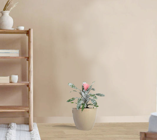 Aechmea fasciata primera red