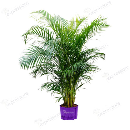 Areca Chrysalidocarpus Plam