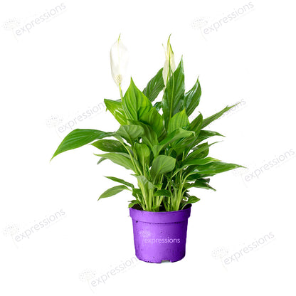 Spathiphyllum Bellini (Peace Lilly)