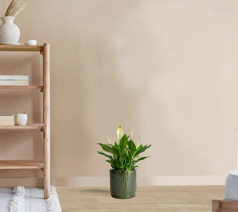 Spathiphyllum Bellini (Peace Lilly)