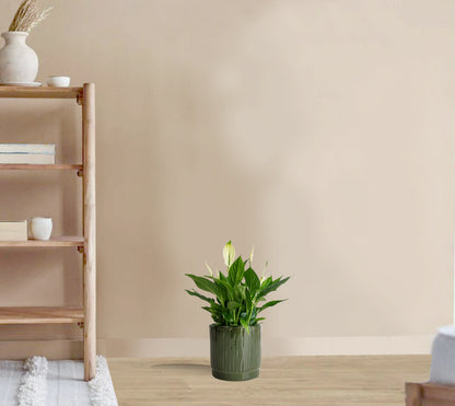 Spathiphyllum Bellini (Peace Lilly)