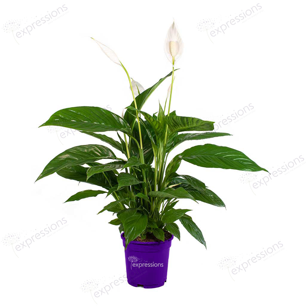 Spathiphyllum Bingo Cupido(Peace Lilly)