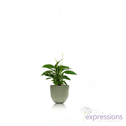 Spathiphyllum Bingo Cupido(Peace Lilly)