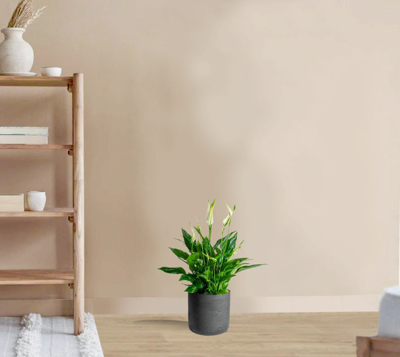 Spathiphyllum Bingo Cupido(Peace Lilly)