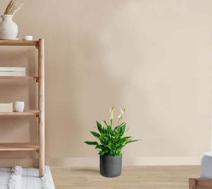 Spathiphyllum Bingo Cupido(Peace Lilly)