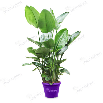 Strelitzia nicolai - Giant White Bird of Paradise