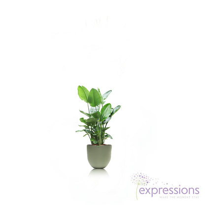 Strelitzia nicolai - Giant White Bird of Paradise