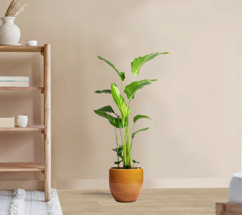 Strelitzia nicolai - Giant White Bird of Paradise