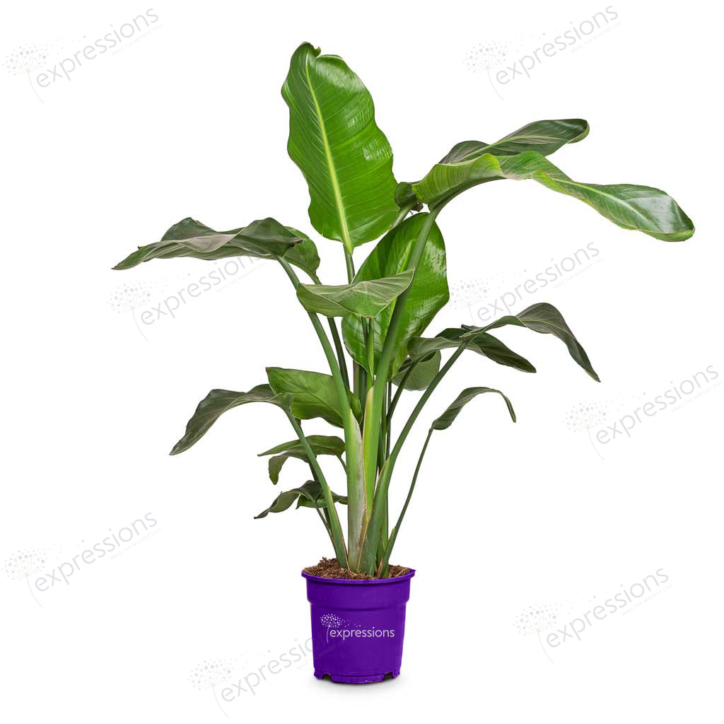 Strelitzia nicolai - Giant White Bird of Paradise