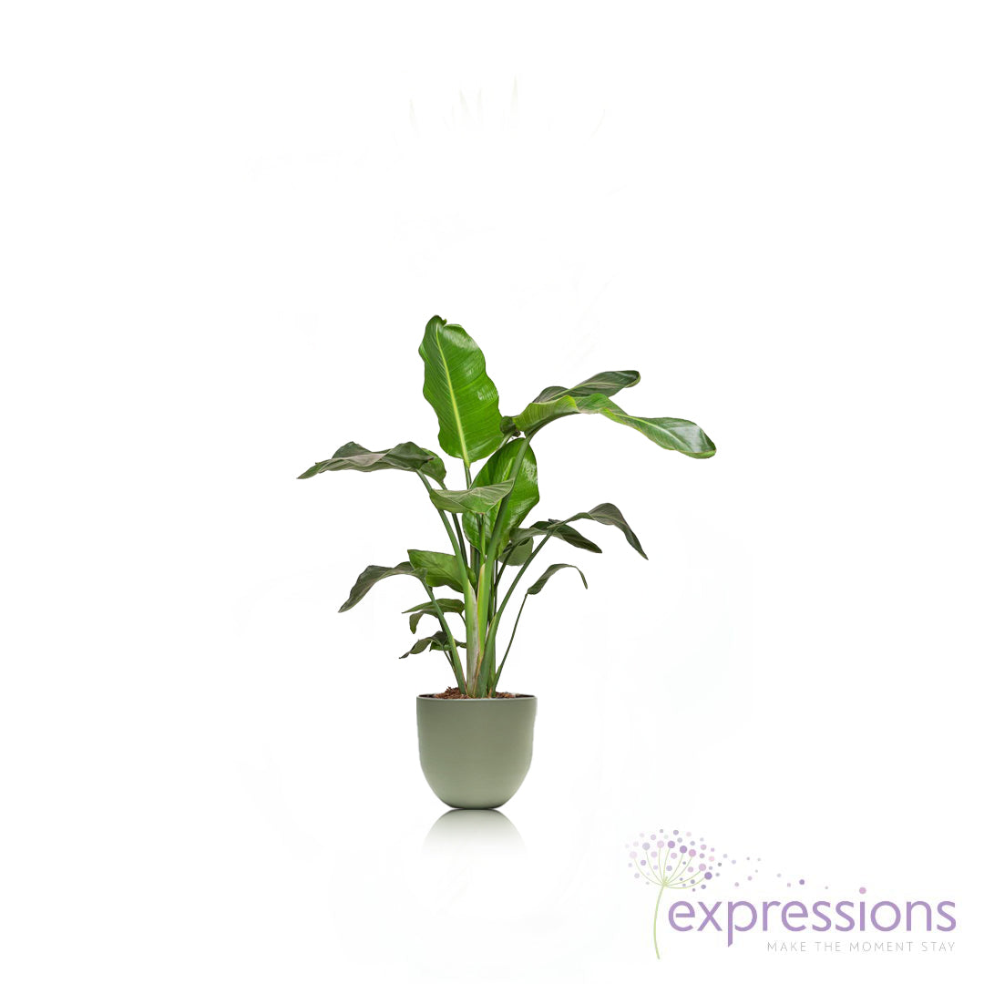 Strelitzia nicolai - Giant White Bird of Paradise