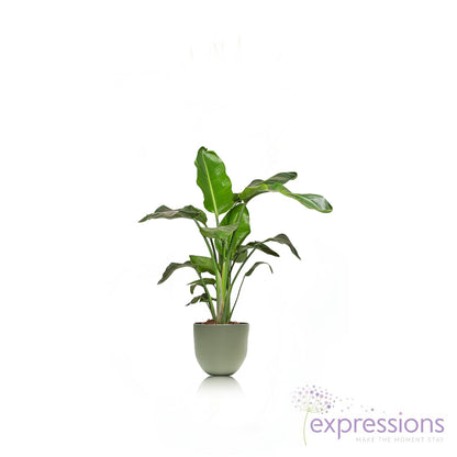 Strelitzia nicolai - Giant White Bird of Paradise