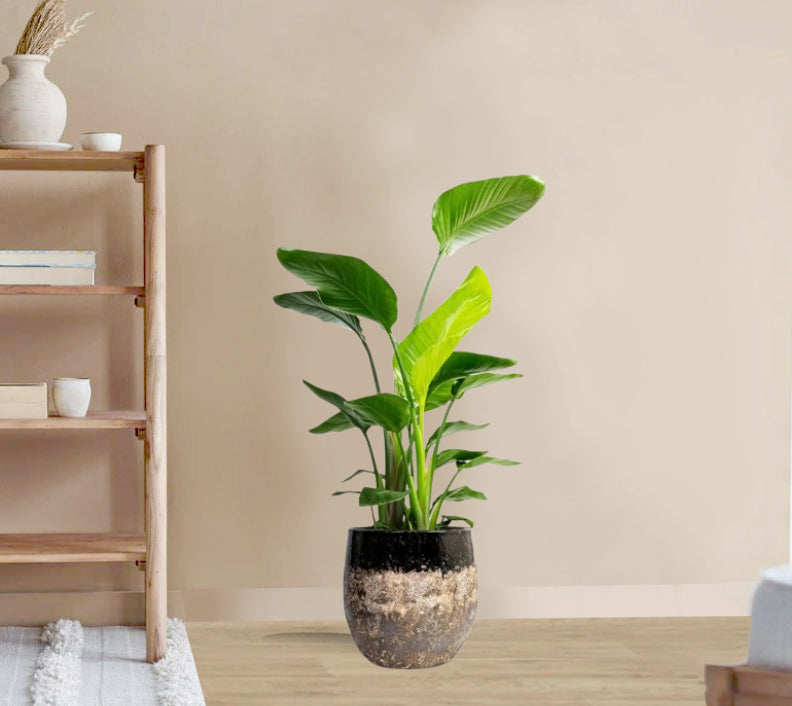 Strelitzia nicolai - Giant White Bird of Paradise