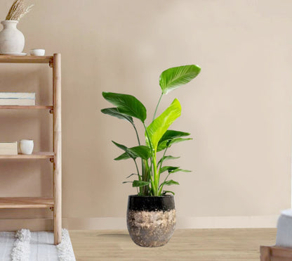 Strelitzia nicolai - Giant White Bird of Paradise