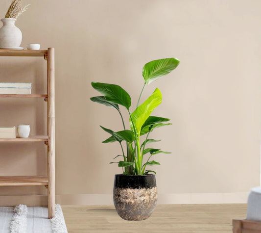 Strelitzia nicolai - Giant White Bird of Paradise