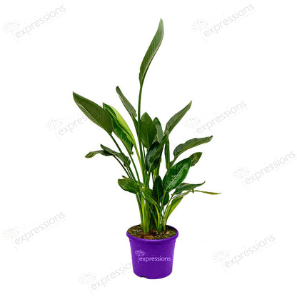 Strelitzia reginae - Bird of Paradise