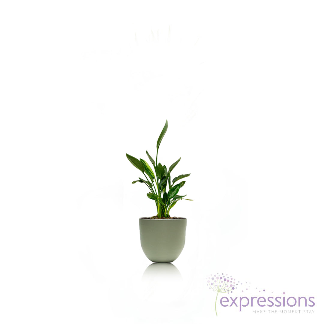 Strelitzia nicolai - Giant White Bird of Paradise