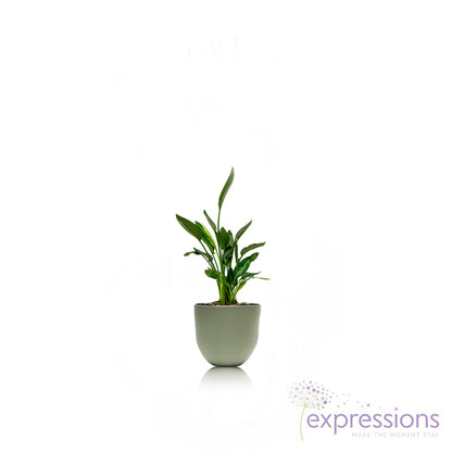 Strelitzia nicolai - Giant White Bird of Paradise