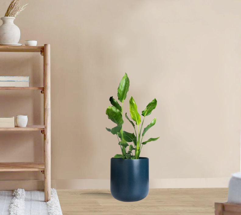 Strelitzia reginae - Bird of Paradise