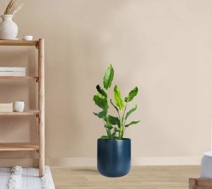 Strelitzia reginae - Bird of Paradise