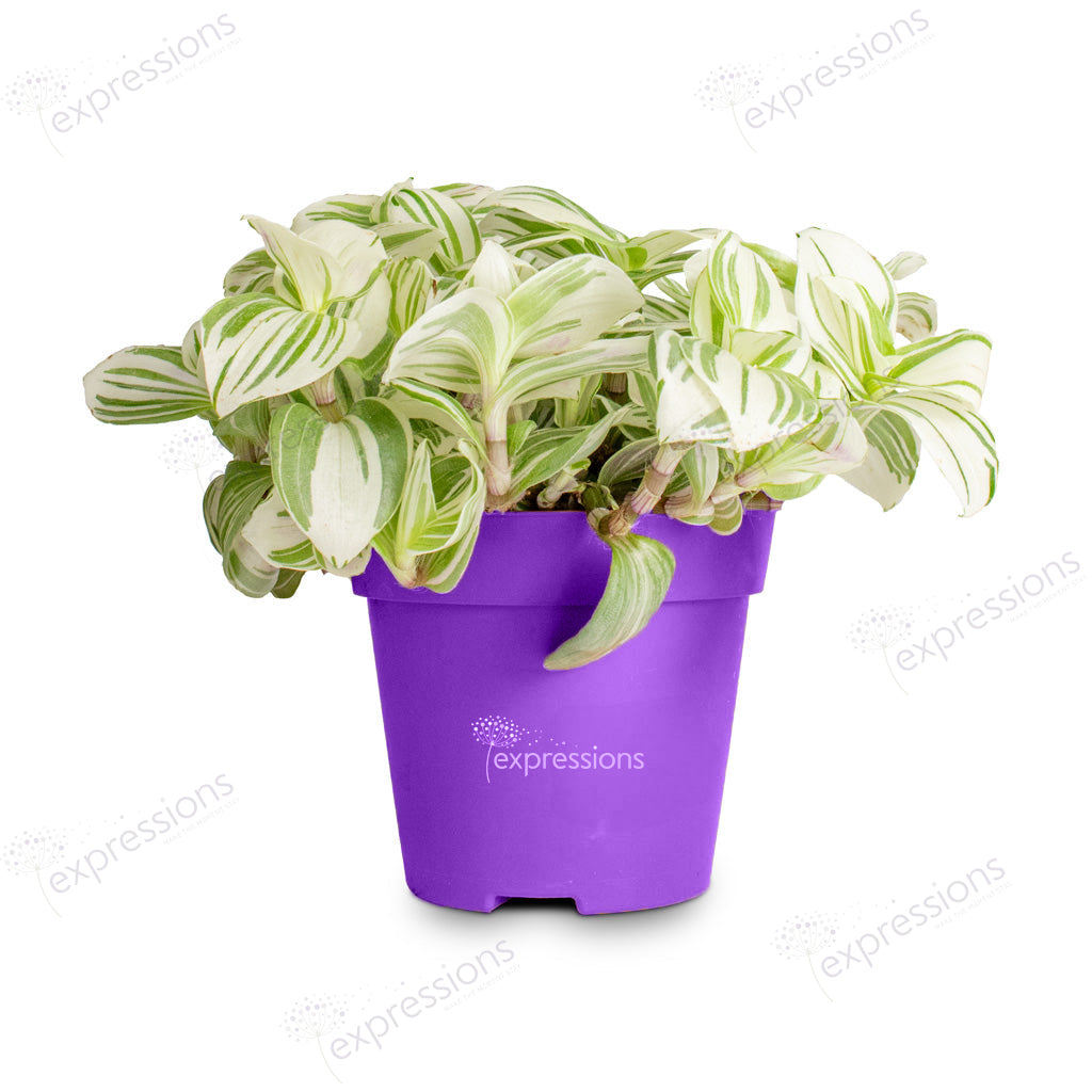 Tradescantia zebrina - Brightness