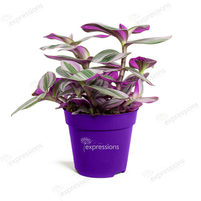 Tradescantia albiflora Nanouk - Fantasy Venice